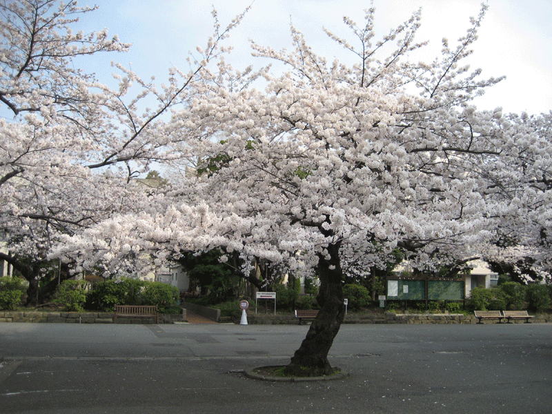 sakura